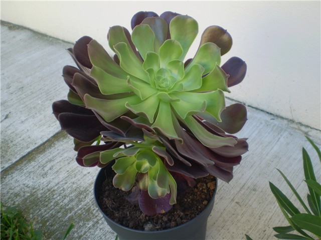 aeonium